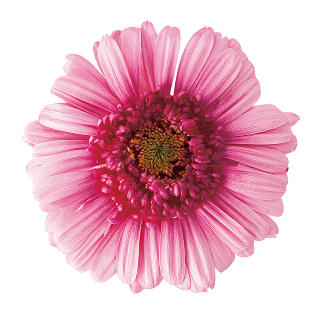 日本Earth Matters保鮮非洲菊漸變Gerbera gradation(花徑 5.5cm-8cm)(粉紅玫瑰)