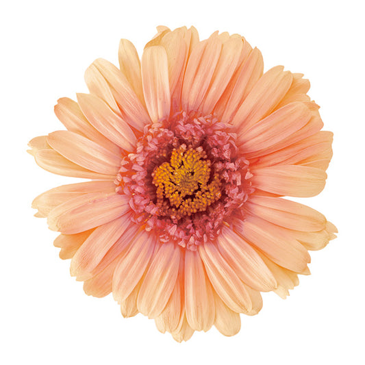 日本Earth Matters保鮮非洲菊漸變Gerbera gradation(花徑 5.5cm-8cm)(桃粉色)