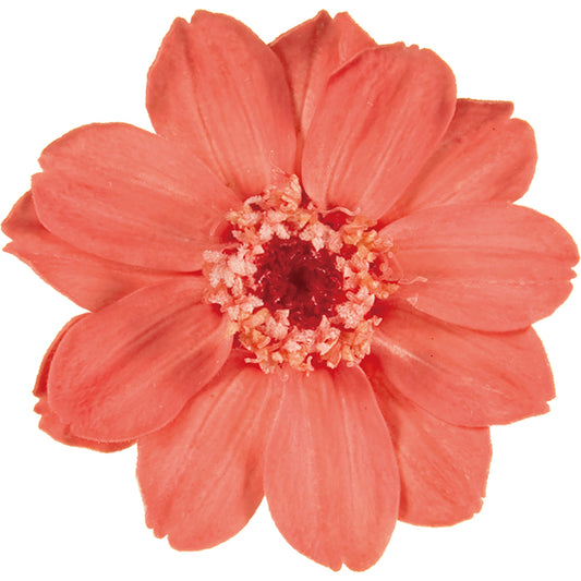 日本Earth Matters保鮮百日菊Zinnia(花徑 3.5-5cm)(粉橙色)