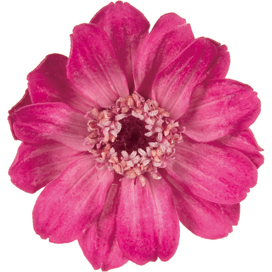 日本Earth Matters保鮮百日菊Zinnia(花徑 3.5-5cm)(桃粉紅色)