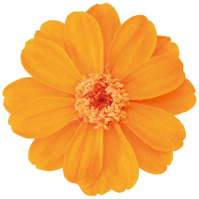 日本Earth Matters保鮮百日菊Zinnia(花徑 3.5-5cm)(果香橙)