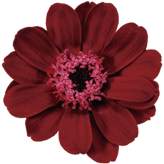 日本Earth Matters保鮮百日菊Zinnia(花徑 3.5-5cm)(紅酒)