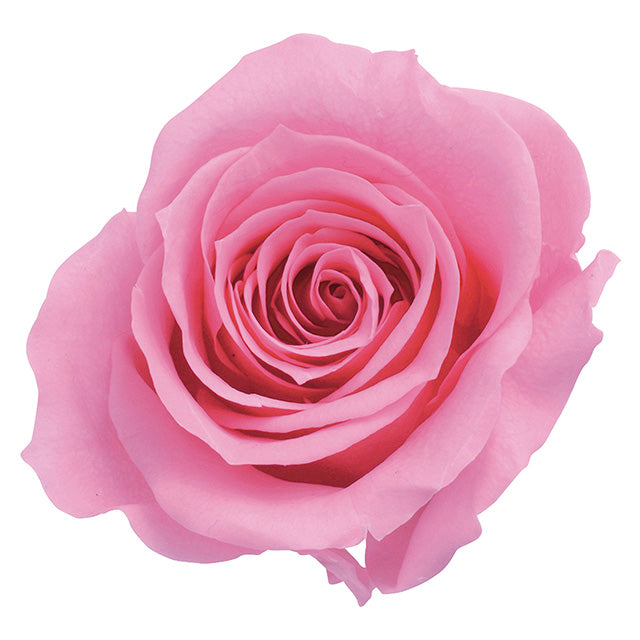 日本Earth Matters保鮮玫瑰 Rose Izumi  (花徑 3.5cm-4.5cm)(公主粉)