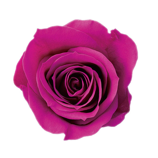 日本Earth Matters保鮮玫瑰 Rose Izumi  (花徑 3.5cm-4.5cm)(杜鵑花粉紅)