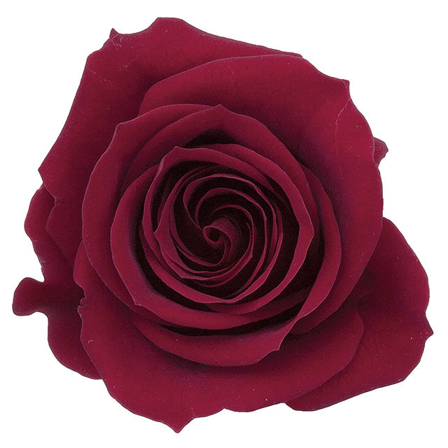 日本Earth Matters保鮮玫瑰 Rose Izumi  (花徑 3.5cm-4.5cm)(酒紅)