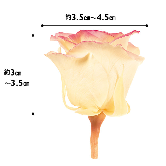 日本Earth Matters保鮮玫瑰 Rose Izumi(3.5cm-4.5cm)(奶油色漸變紅色)