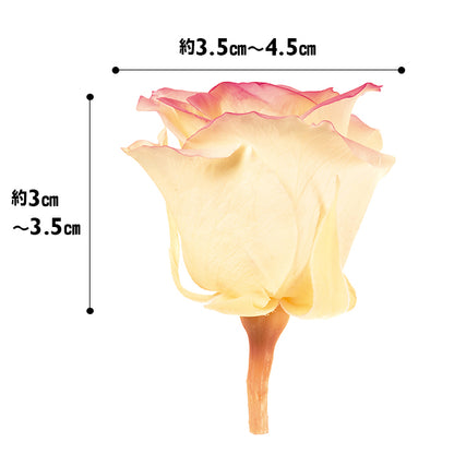 日本Earth Matters保鮮玫瑰 Rose Izumi(3.5cm-4.5cm)(奶油色漸變紅色)