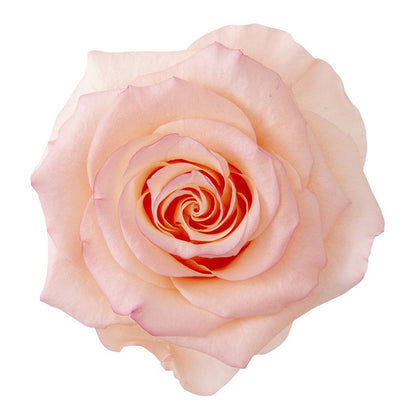 日本Earth Matters保鮮玫瑰 Rose Fullbloom L Beaute (棉花糖粉紅色)