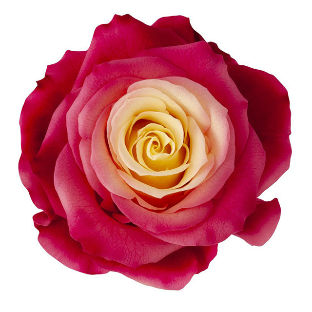 日本Earth Matters保鮮玫瑰 Rose Fullbloom L Beaute (高貴黃)